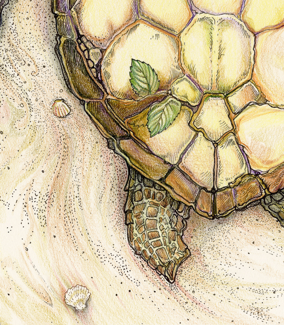 Tattooed Turtle 2 - The Romeo