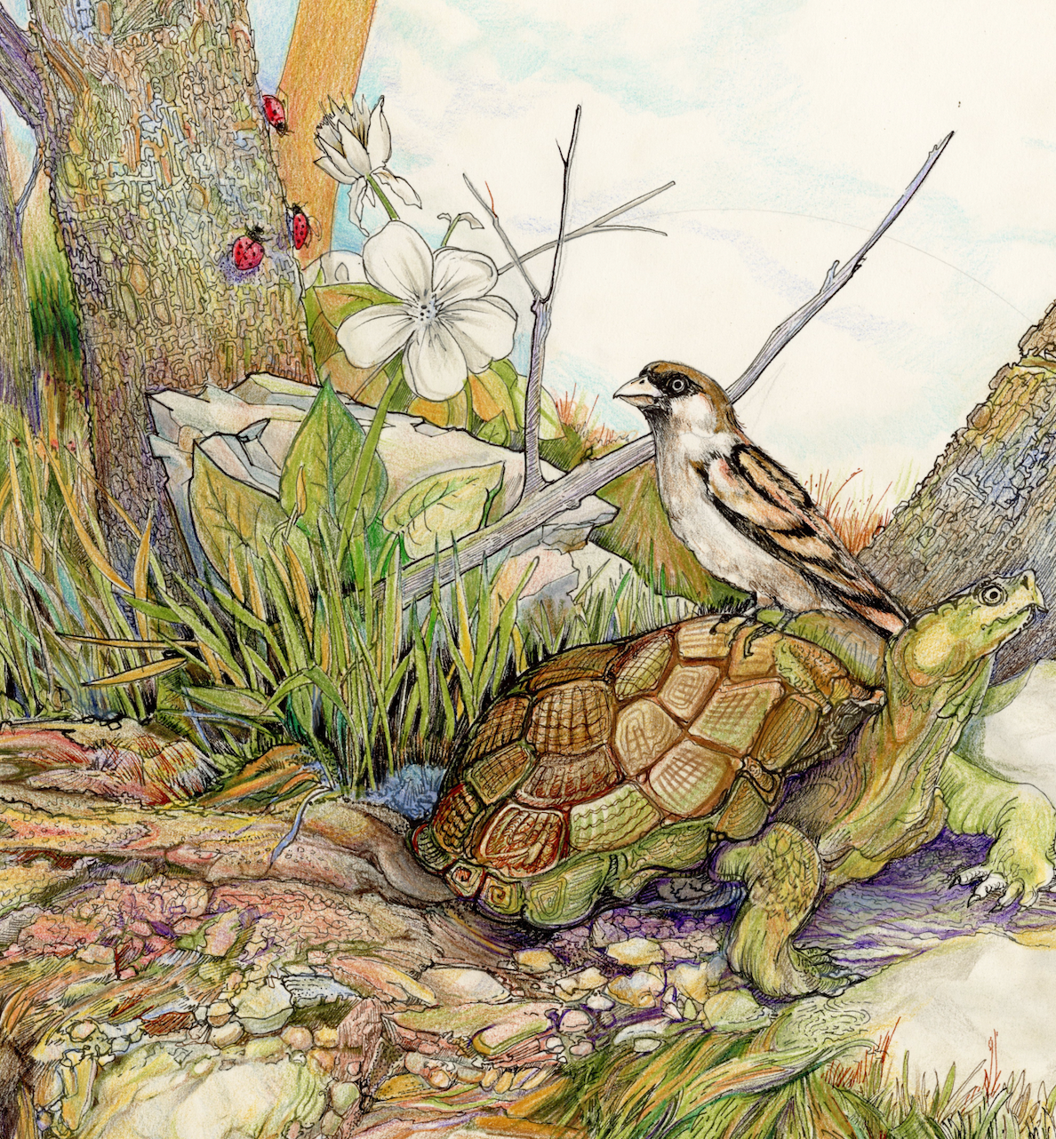 "The Woodland Turtle" Collectable Ceramic